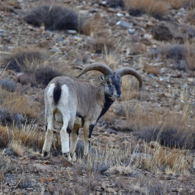 Blue Sheep